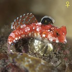 Red Scooter Blenny