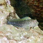 Molly Miller Blenny