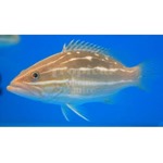 White Lined Grouper