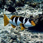 Saddle Grouper
