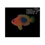 Saddle Tomato Clownfish