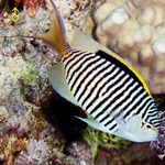 Zebra Lyretail Angel Fish