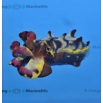 Flamboyant Cuttlefish 