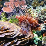 Antennata Lionfish