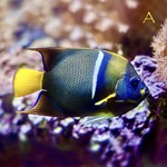 King Angel Fish