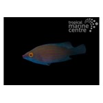 Pinstripe Lined Wrasse