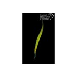 Crocodile Pipefish