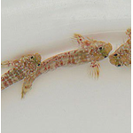 Molly Miller Blenny