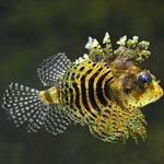 Fuzzy Dwarf Lionfish