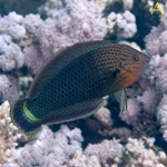 Dusky Wrasse