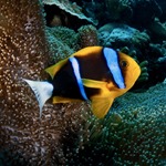 Blue Stripe Clarkii Clownfish