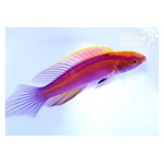 Rose Band Fairy Wrasse