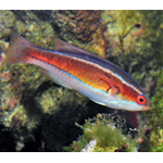 Mauritian Flasher Wrasse