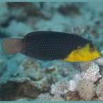 Twistii Tamarin Wrasse