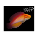 Flame Fairy Wrasse