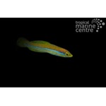 Neon Line Wrasse