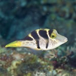 Mimic Filefish