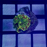 Ultra Ricordea Mushroom Frags