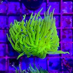 Anti Freeze Torch Frags