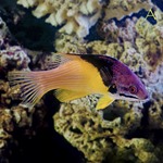 Coral Hogfish