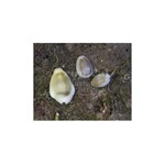 Money Cowrie