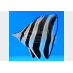 Truncate Butterflyfish