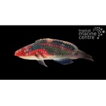 Exquisite Fairy Wrasse