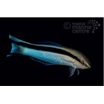 Bluestreak Cleaner Wrasse