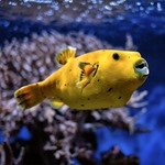 Golden Dogface Puffer