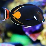 Achilles Tang