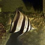 Truncate Butterflyfish