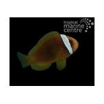 Red Tomato Clownfish