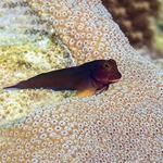 Red Lip Blenny