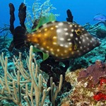 Clown Filefish