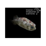 Porcupine Puffer