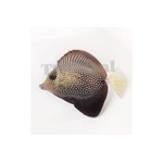 Gem Sailfin Tang