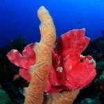 Leaf Scorpionfish