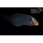 Queen Clown Wrasse