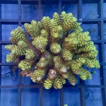 Oz Acropora Colony