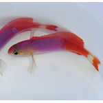 Painted Anthias