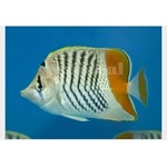 Madagascar Pearlscale Butterflyfish