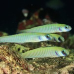 Zebra Dartfish