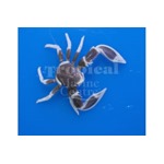 Pink Anemone Crab