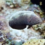 Black Leopard Wrasse