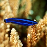 Red Sea Cleaner Wrasse