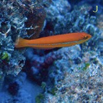 Neon Line Wrasse