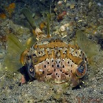 Porcupine Puffer
