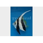 Black and White Bannerfish