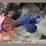 Mandarin Fish