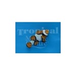 Percula Clownfish